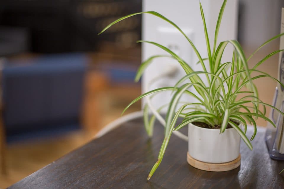 Graslelie in witte pot
