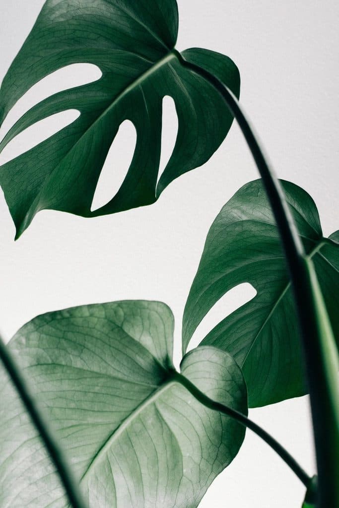 Monstera