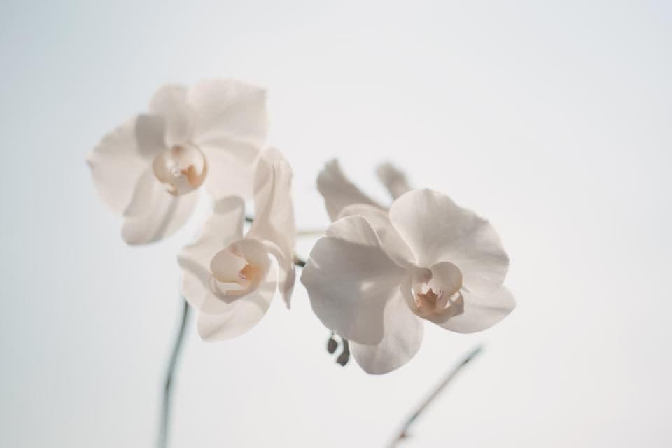 Witte orchidee